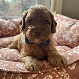 Hunter - Red male Australian Labradoodle puppy in Summerfield, North Carolina from Four Oaks Labradoodles