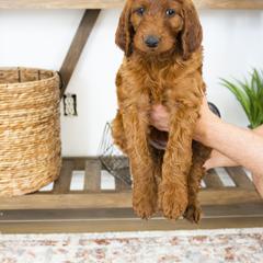 Goldendoodle, Irish Doodle, Labradoodle, and Poodle Puppies from Desert Doodles