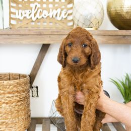 Goldendoodle, Irish Doodle, Labradoodle, and Poodle Puppies from Desert Doodles