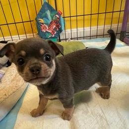 Hudson - Blue and white male Chihuahua puppy in Brooklyn, Connecticut from Ladybug Chihuahuas