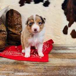 'Priscilla' - Red merle female Australian Shepherd puppy in Durand, Wisconsin from Larson’s Legacy Aussome Aussie Kennels