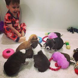 American Foxhound and American Staffordshire Terrier Puppies from Whitlow Kennel