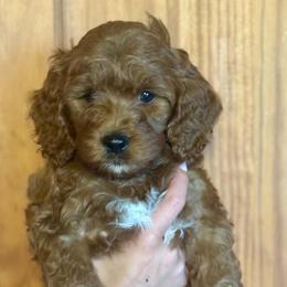Brown collar - Apricot male Labradoodle puppy in Copenhagen, New York from Tug Hill Mini Labradoodles