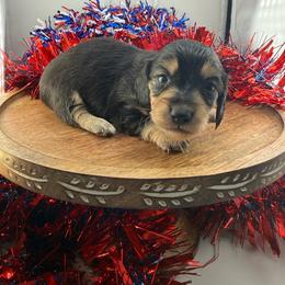 DRM5  black and cream or tan - Black and cream male Dachshund puppy in Carthage, Texas from Rafter C Ranch Doxies