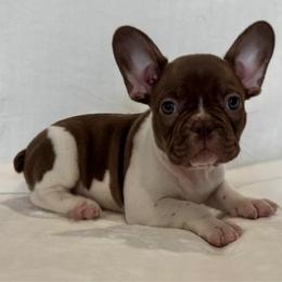 Boy 3 - White and black male French Bulldog puppy in Walnut, California from Flores Frenchies