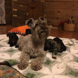 Miniature Schnauzer and Whippet Puppies from Saving Grace