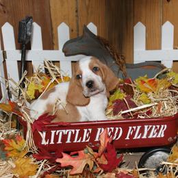 Phoebe - Lemon and white female Basset Hound puppy in Dover, Arkansas from S&S American Bassets