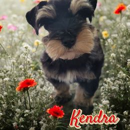 Kendra - Black and silver female Miniature Schnauzer puppy in Lexington, North Carolina from Schnauzer Snobs
