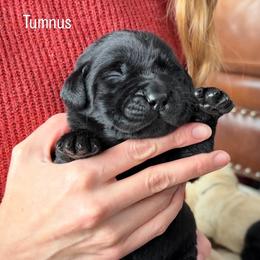 Tumnus, Champion Line English Lab - Black male Labrador Retriever puppy in Owosso, Michigan from Bennington Retrievers