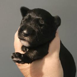 Zoey - Black female Miniature Schnauzer puppy in Ferndale, Washington from Blackhorse Schnauzers Washington state