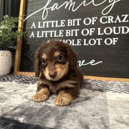 Cooper - Chocolate and tan male Dachshund puppy in Stilwell, Oklahoma from B & K Dachshunds