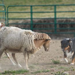 Australian Shepherd All Grown Up from Eventide Australian Shepherds