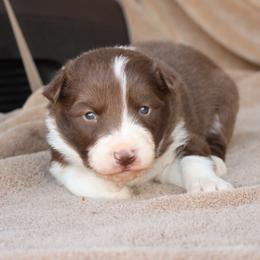 Red Collar - Red male Border Collie puppy in Courtland, Alabama from C Bar C Ranch Border Collies