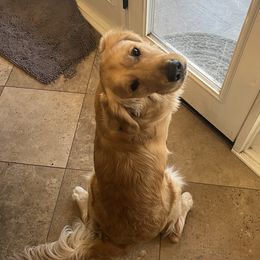 Rizzo - Golden Retriever