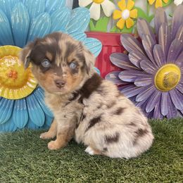 Dak - Red merle male Miniature Australian Shepherd puppy in Granbury, Texas from Texas Miniature Aussies