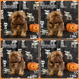 Brownie - Chocolate male Shih Tzu puppy in Yelm, Washington from Lala's All Star Shih Tzu