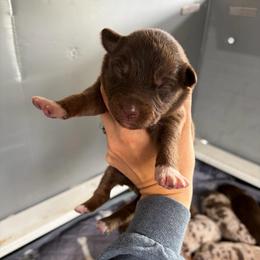Callie - Red tri-color female Australian Shepherd puppy in Frostproof, Florida from Central Florida Australian Shepherds