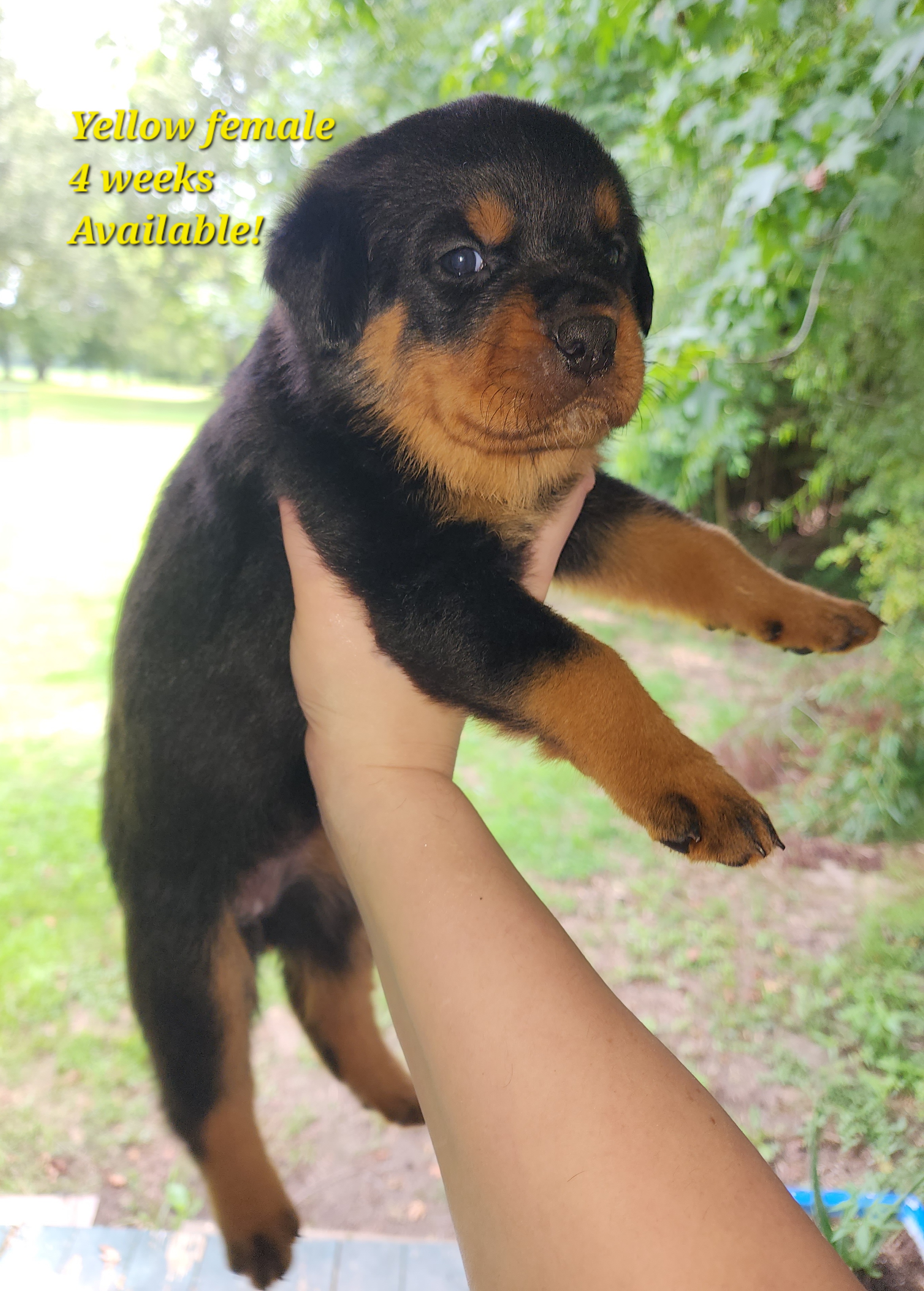 Rottweiler puppies from Bonnie and Clyde Rottweilers LLC