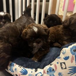 Shih Tzu Puppies from Magnolia Small Breeds