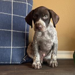 Altas - Liver and white male German Shorthaired Pointer puppy in Ulen, Minnesota from North Wind Gundogs