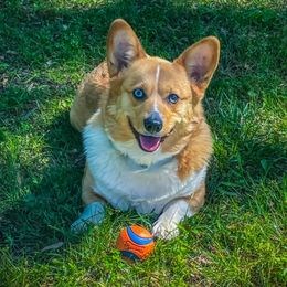 Leia - American Corgi