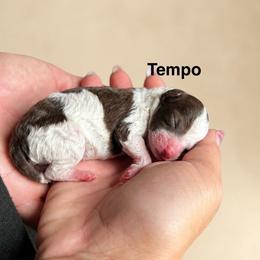 Tempo - Brown male Poodle puppy in Ardmore, Oklahoma from The Poodles of Green Acres
