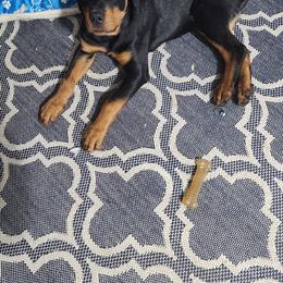 Rottweiler Puppies from G.M. Rottweilers"N-E OHIO"