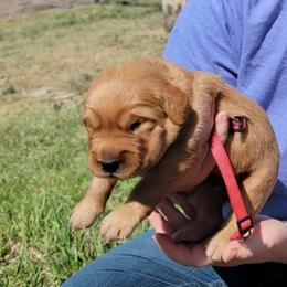 Red boy - Golden male Golden Retriever puppy in Merino, Colorado from High Plains Goldens
