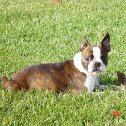Boston Terrier Puppies from Achates Bostons