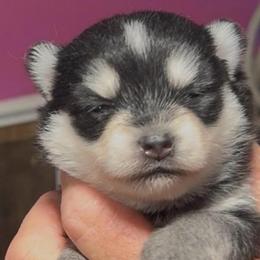 Suzy Q - Black and white female Pomsky puppy in Spring Hill, Florida from PDQ Pomskies