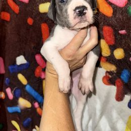 Samara - Blue and white female Great Dane puppy in Orange Grove, Texas from Shadow Veil Dane’s