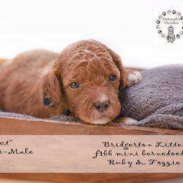 Benedict - black collar - Red male Bernedoodle puppy in Lexington, North Carolina from Deborah’s Doodles