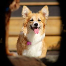 Pembroke Welsh Corgi puppies from Ridge Top Corgis