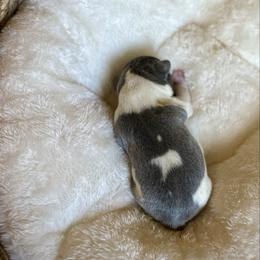 Dolly - Blue female French Bulldog puppy in Conroe, Texas from The Frenchie Farm