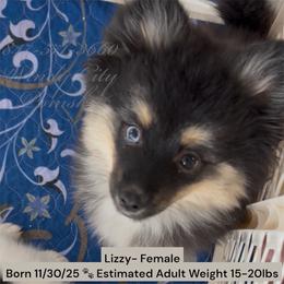 Lizzy - Black and white female Pomsky puppy in Long Grove, Illinois from Windy City Pomsky
