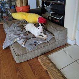 Tri smooth coat boy - Tri-colored male Parson Russell Terrier puppy in Phelan, California from Elite Parson Russells