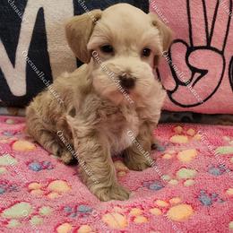 Hunny - Wheaten female Miniature Schnauzer puppy in Brigham, Utah from Onesmallschnauzer