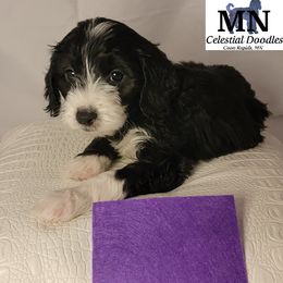 Girl 6 - Black Goldendoodle puppy in Coon Rapids, Minnesota from MN Celestial Doodles
