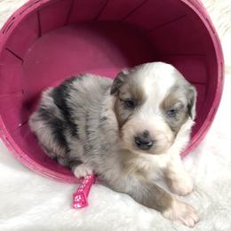 Hershey - Blue merle female Australian Shepherd puppy in Vail, Iowa from Homegrown Huskies