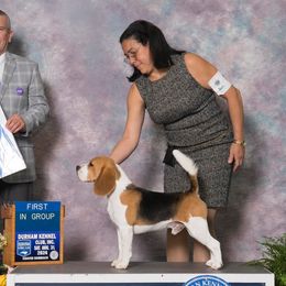 Beagles from Royal-Tea Beagles