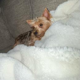 Phia - Yorkshire Terrier