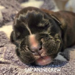 Mira - Brindle female Boxer puppy in New Stanton, Pennsylvania from GN Canine Crew