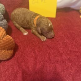 Girl 2 - Brown female Poodle puppy in Detroit, Michigan from Pretty Spoiled Spoos llc