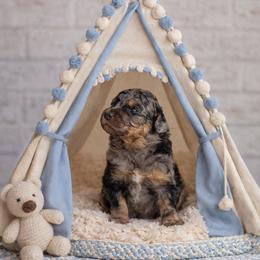 Snoogums Boogums - Phantom male Goldendoodle puppy in Woodruff, South Carolina from Crooked Creek Doodles and Poodles