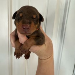 Orange male - Red and rust male Doberman Pinscher puppy in Ludowici, Georgia from Royal Destiny Kennels