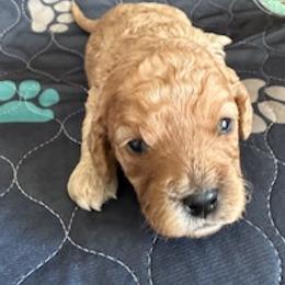 Sandie - Cream female Cavapoo puppy in St. Louis, Missouri from Sweet Snuggles Cavapoos