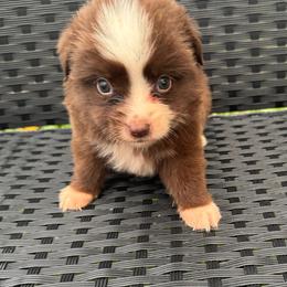 Bo Peep - Red & white female Miniature Australian Shepherd puppy in Stuart, Iowa from Arbor Hill Aussies