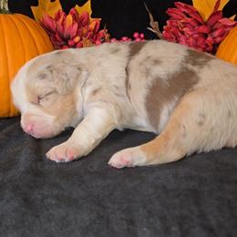 Red Merle Male - Red merle male Australian Shepherd puppy in Crossville, Alabama from Bluff View Aussies