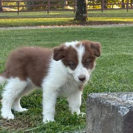 Sean with blue eyes - Sable male Border Collie puppy in Chattanooga, Tennessee from Ross Vegas Kennels