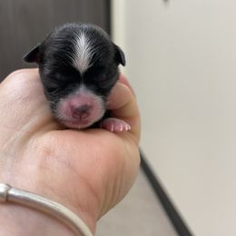 Jamie - Black sabled fawn female Chihuahua puppy in Westport, New York from Chantilly chihuahuas